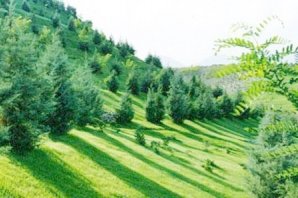 وسعت جنگل‌های ایران ۵ میلیون هکتار افزایش می‌یابد
