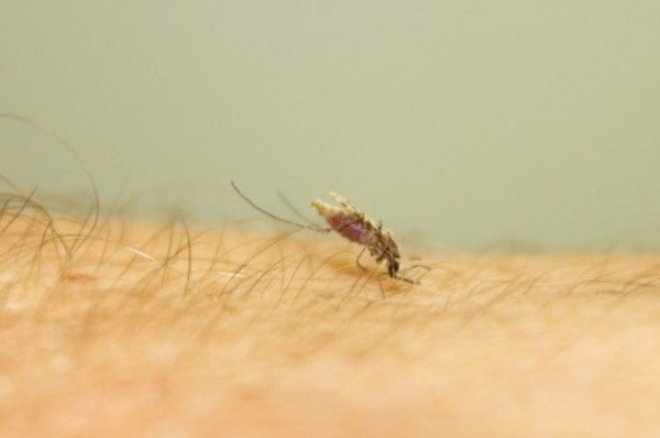 پشه های مقاوم به مالاریا ساخته شدند
