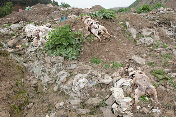 دفن غیربهداشتی لاشه بیش از ۱۰ سگ در هزارپیچ گرگان