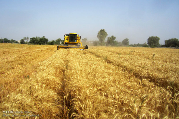 کاهش بارندگی بر میزان تولید گندم دیم تاثیر نگذاشت
