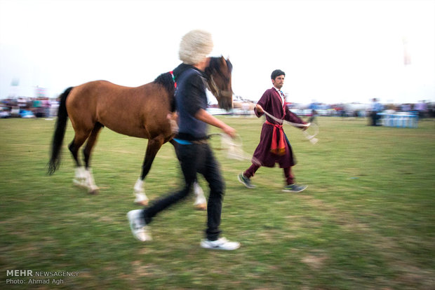 دهمین جشنواره ملی زیبایی اسب اصیل ترکمن