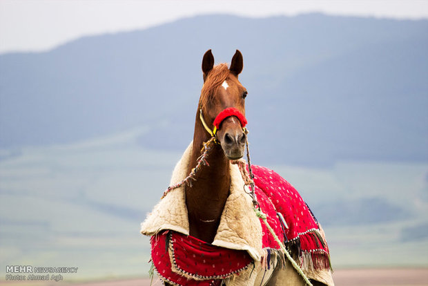 دهمین جشنواره ملی زیبایی اسب اصیل ترکمن