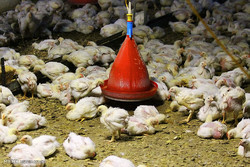 تولیدکنندگان مرغ گوشتی توصیه‌های بهداشتی را جدی بگیرند