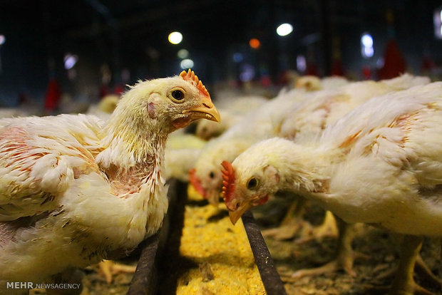 اوضاع و احوال صادرات مرغ در دوران پساتحریم