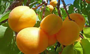 میوه‌های تابستانه با قیمت گران وارد بازار شدند
