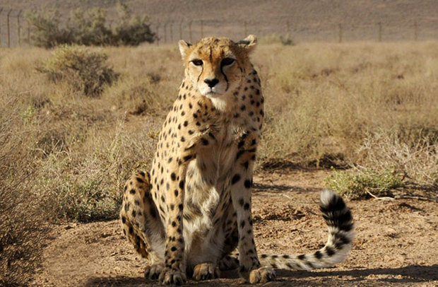 8 Asiatic cheetahs spotted in Shahroud