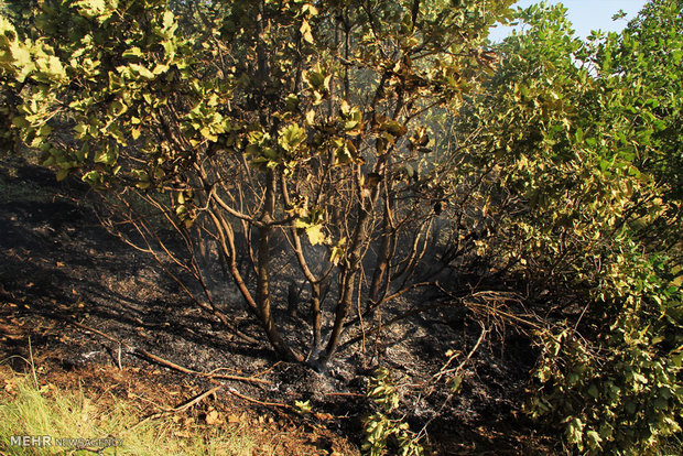 ۲۰ هكتار از مزارع کشاورزی چرداول در آتش سوخت
