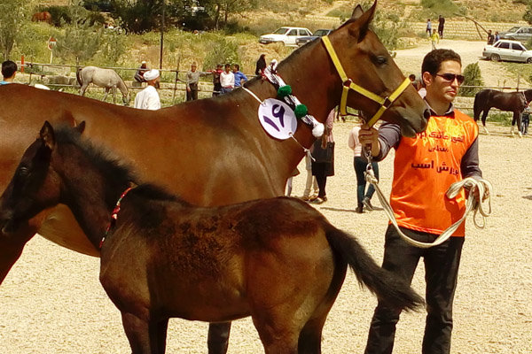 جشنواره ملی زیبایی اسب اصیل تركمن در بجنورد برگزار شد