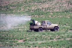 سواحل خلیج گرگان برای مقابله با ملخ مدیترانه ای سمپاشی شد