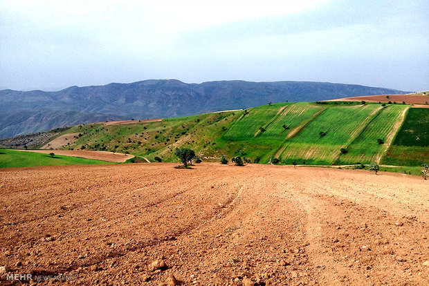 فرصتی به نام «دیمزارها»/ معادله دو سر بُرد «آب کمتر،تولید بیشتر»