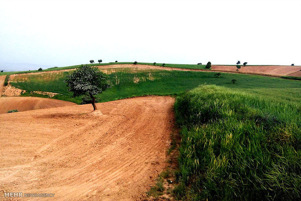 فرصتی به نام «دیمزارها»/ معادله دو سر بُرد «آب کمتر،تولید بیشتر»