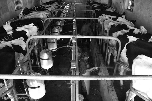 هنوز طرح «تولید پادتن کرونا از شیر دام» مورد تائید نیست