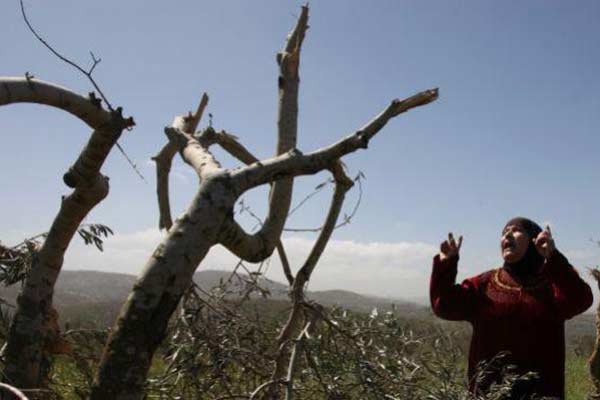 پخش مستند «درخت زیتون در سرزمین مقدس»