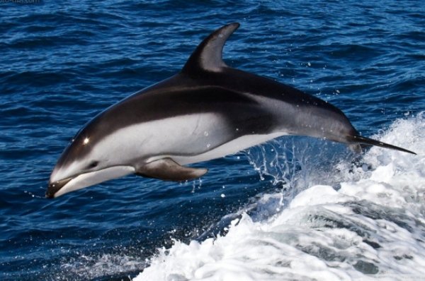 جمعیت جدیدی از دلفین در استان بوشهر شناسایی شد