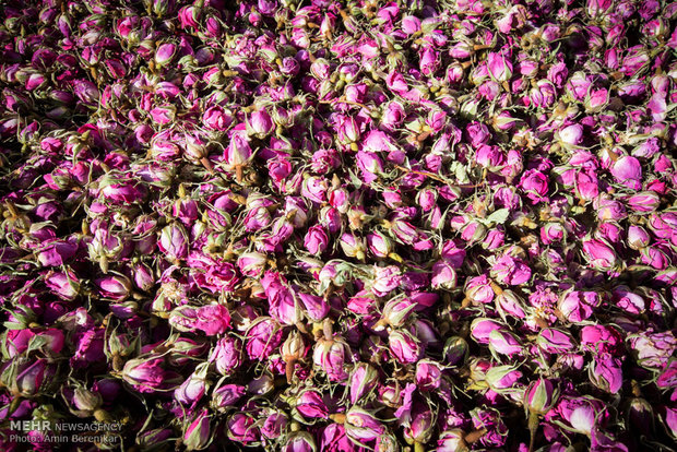 ایران؛ بزرگترین تولیدکننده گلاب جهان/ تولید ۲۶ هزار تن گل محمدی