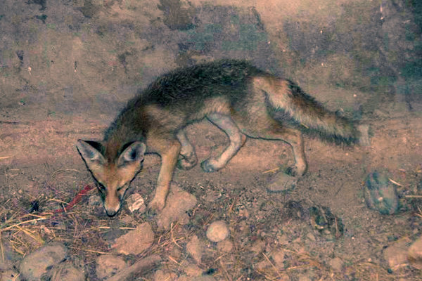 زنده‌گیری و تحویل یک قلاده روباه زخمی به اداره محیط زیست دماوند