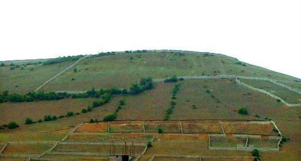 باغ زیتون در اراضی شیب‌دار شهرستان طارم ایجاد می‌شود