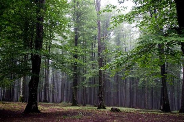 جنگل های هیركانی مانه و سملقان فرصت مغتنمی برای جذب گردشگران