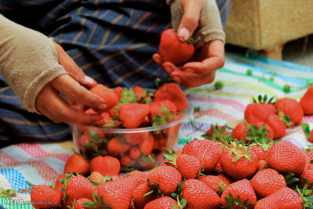 بازاریابی مهمترین مشکل بخش کشاورزی/۵۰تن توت فرنگی در سال ۹۴صادرشد