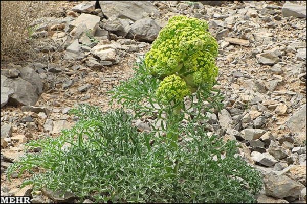 کاشت گیاه دارویی آنغوزه برای اولین بار در شهرستان بهار