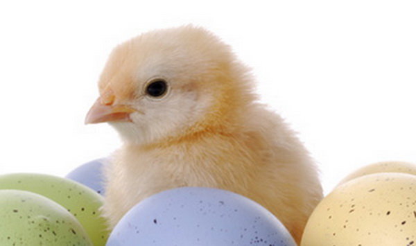 آخرین وضعیت صنعت مرغ تخم‌‌گذار/ صادرات همچنان ممنوع است