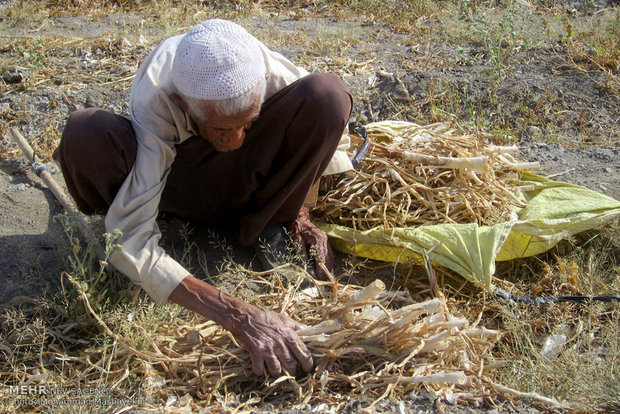 کار و تلاش با وجود کهولت سن و بیماری