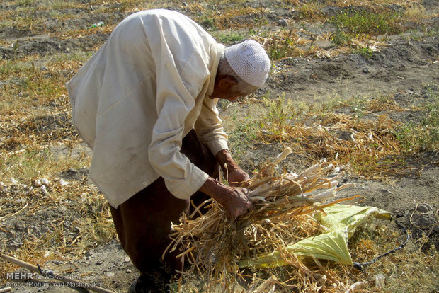 کار و تلاش با وجود کهولت سن و بیماری