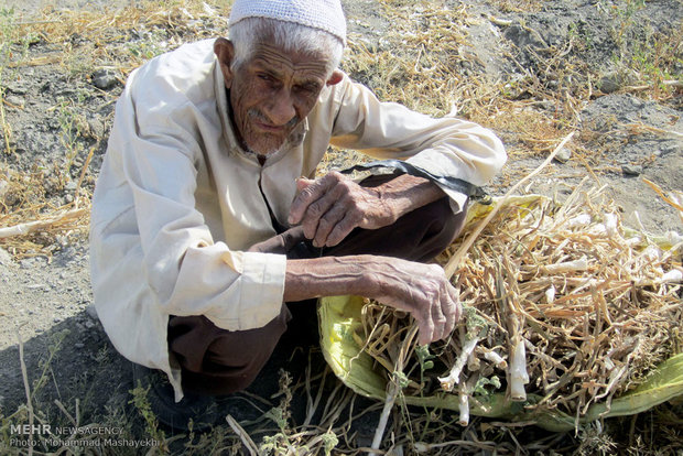 کار و تلاش با وجود کهولت سن و بیماری