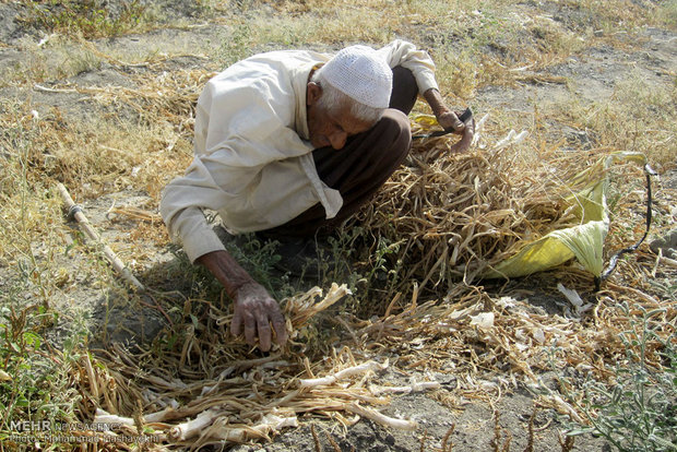 کار و تلاش با وجود کهولت سن و بیماری