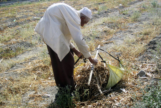 کار و تلاش با وجود کهولت سن و بیماری