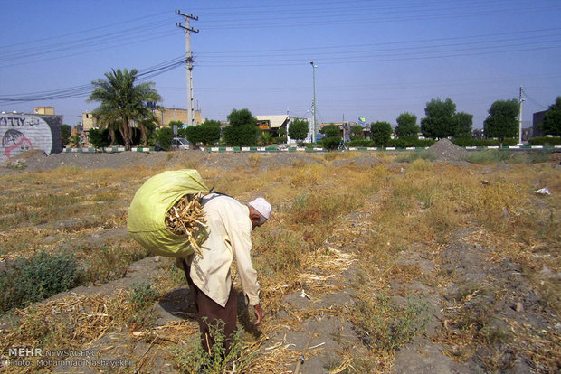 کار و تلاش با وجود کهولت سن و بیماری