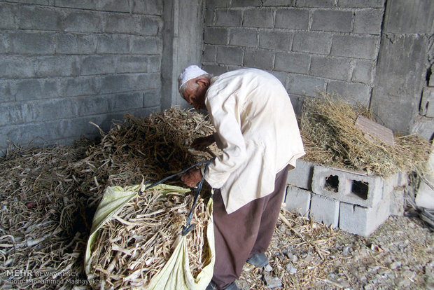 کار و تلاش با وجود کهولت سن و بیماری