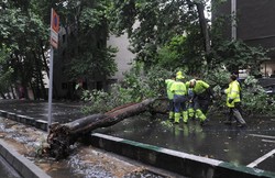 خسارت طوفان به درختان بخش ایلخچی/تداوم شرایط جوی تا سه شنبه