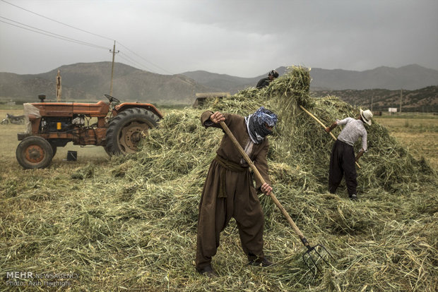خرمن کوفتن سنتی در روستاهای کردستان