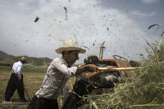 Wheat threshing