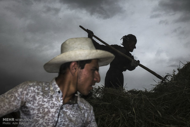 Wheat threshing