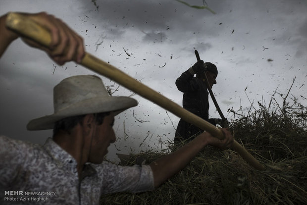 Wheat threshing