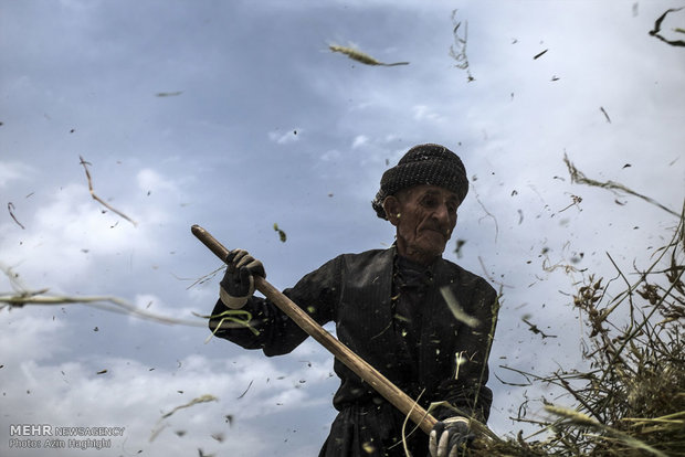 Wheat threshing