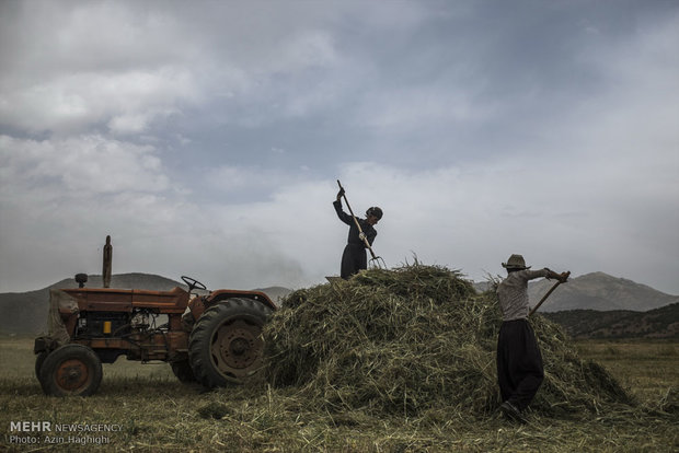 Wheat threshing