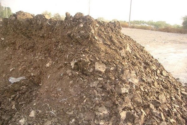 خطر استفاده بی رویه از کود مرغی در مزارع؛ کنگانیها کلافه شدند