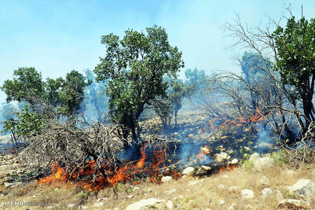 Zagros forest in flames