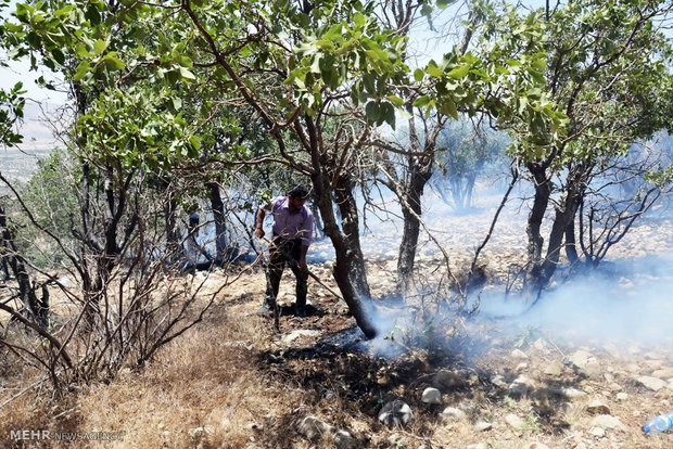 Zagros forest in flames
