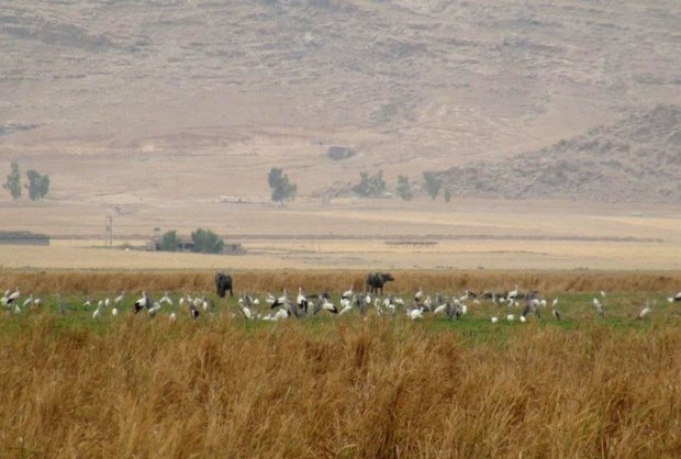 تلاس برای مهار سریع آتشسوزی محدود در تالاب میانگران ایذه
