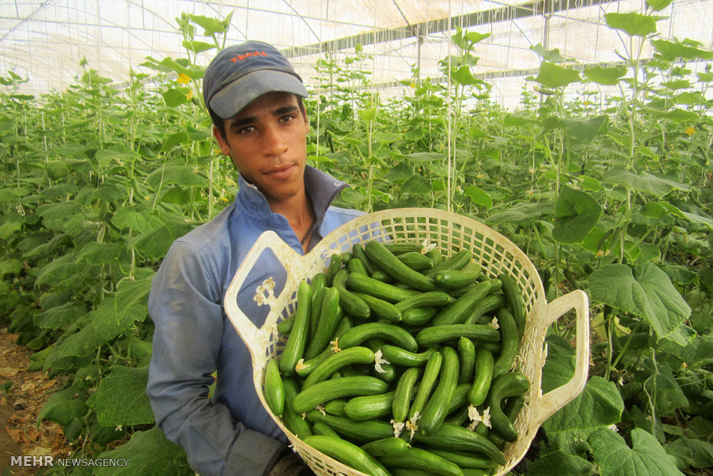 استان،توليد،تهران،كشاورزي،فاز،هكتار،مجتمع،كشور