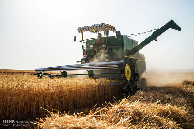 ۲۱۰ هزار تن گندم از کشاورزان استان مرکزی خریداری شد