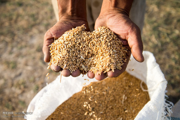 حصاد محصول القمح في مزارع كلالة بمحافظة كلستان الايرانية