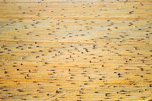 حصاد محصول القمح في مزارع كلالة بمحافظة كلستان الايرانية