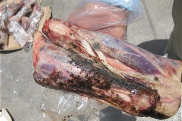 ۱۵۰ کیلوگرم گوشت غیرقابل مصرف در تاکستان کشف و ضبط شد