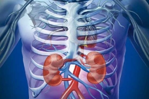 Iran ranks first in kidney transplant in ME 