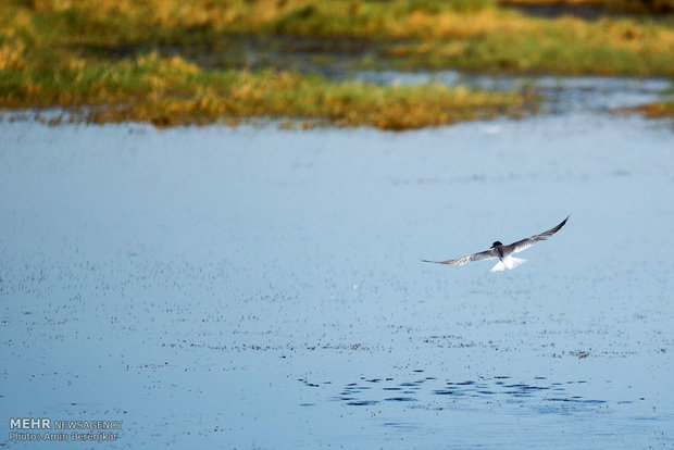 ۴۵ درصد دریاچه طشک  آبگیری شد/ مهاجرت پرندگان به بختگان